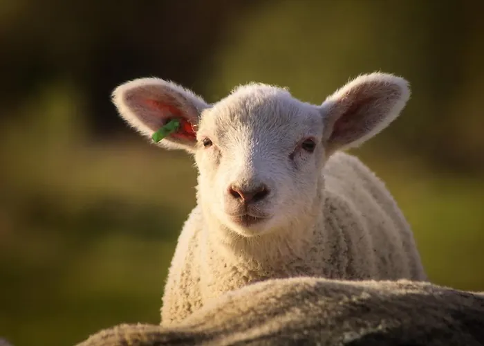 Haevn Am Meer, Koje Und